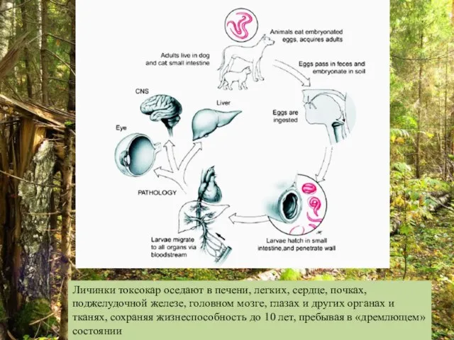 Личинки токсокар оседают в печени, легких, сердце, почках, поджелудочной железе, головном