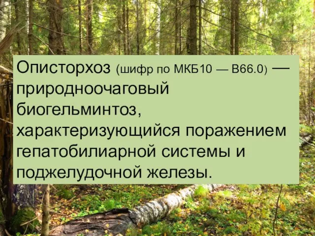 Описторхоз (шифр по МКБ10 — B66.0) — природноочаговый биогельминтоз, характеризующийся поражением гепатобилиарной системы и поджелудочной железы.