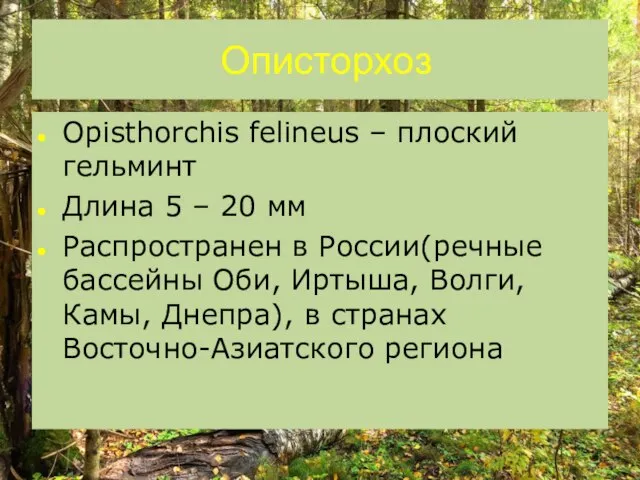 Описторхоз Opisthorchis felineus – плоский гельминт Длина 5 – 20 мм