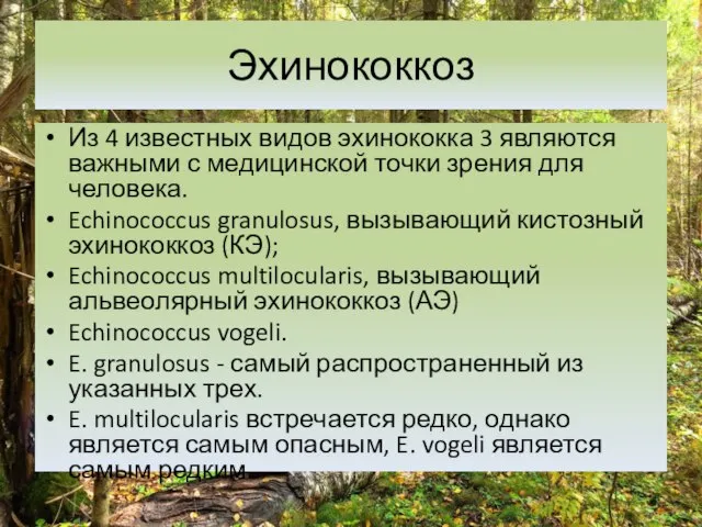 Эхинококкоз Из 4 известных видов эхинококка 3 являются важными с медицинской