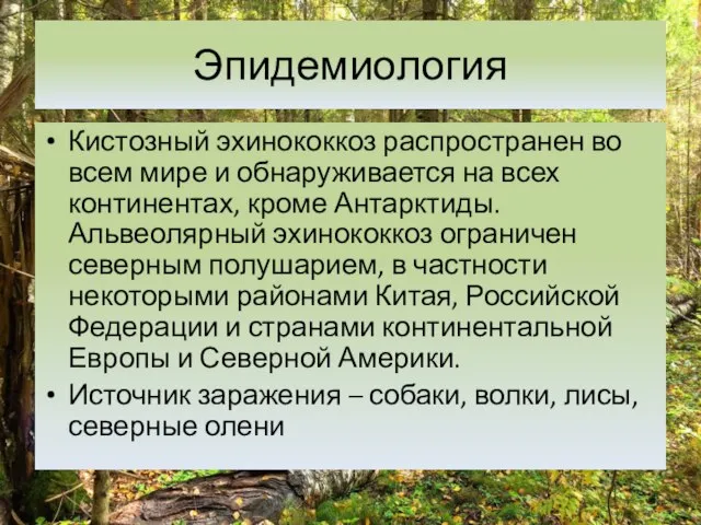 Эпидемиология Кистозный эхинококкоз распространен во всем мире и обнаруживается на всех