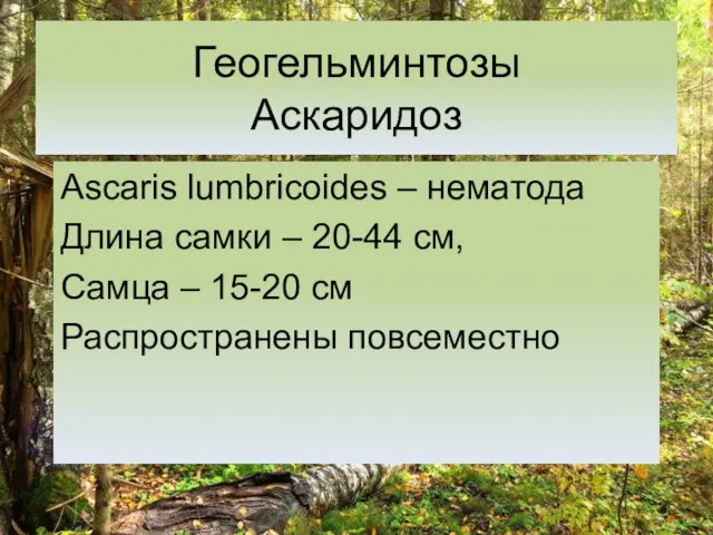 Геогельминтозы Аскаридоз Ascaris lumbricoides – нематода Длина самки – 20-44 см,