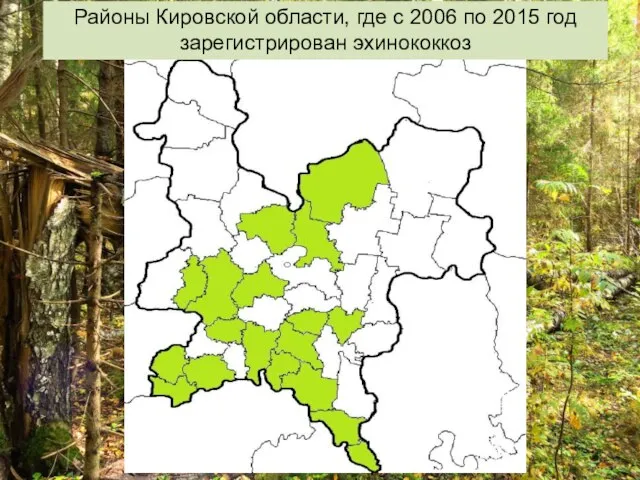 Районы Кировской области, где с 2006 по 2015 год зарегистрирован эхинококкоз