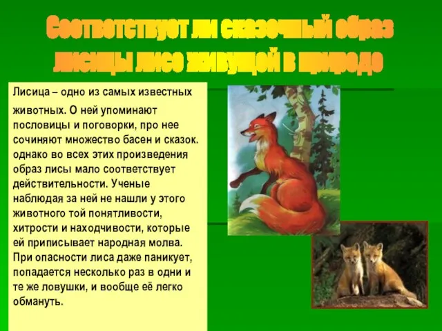 Соответствует ли сказочный образ лисицы лисе живущей в природе Лисица –