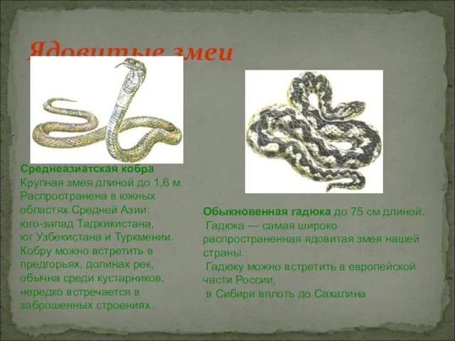 Ядовитые змеи Среднеазиатская кобра Крупная змея длиной до 1,6 м. Распространена