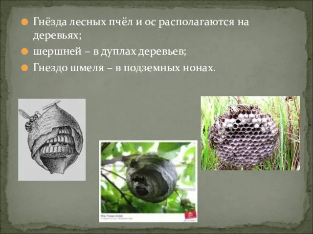 Гнёзда лесных пчёл и ос располагаются на деревьях; шершней – в