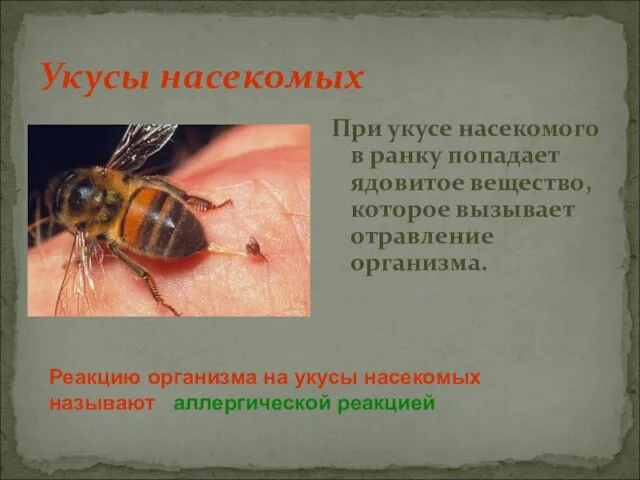 Укусы насекомых При укусе насекомого в ранку попадает ядовитое вещество, которое