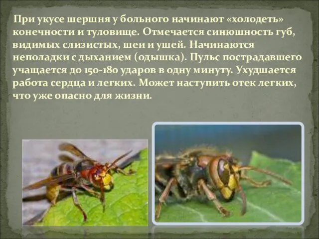 При укусе шершня у больного начинают «холодеть» конечности и туловище. Отмечается