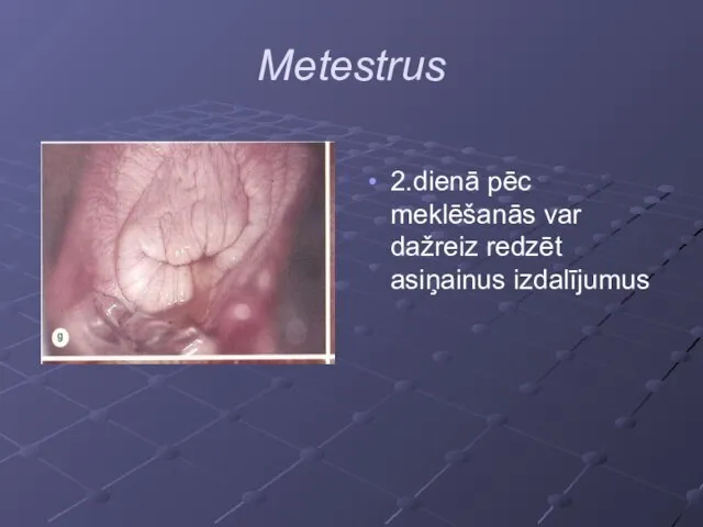 Metestrus 2.dienā pēc meklēšanās var dažreiz redzēt asiņainus izdalījumus