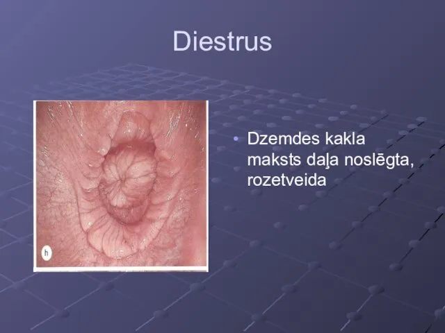 Diestrus Dzemdes kakla maksts daļa noslēgta, rozetveida