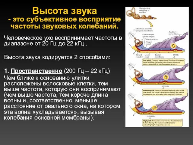 Высота звука - это субъективное восприятие частоты звуковых колебаний. Человеческое ухо