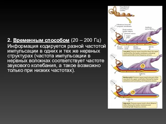 2. Временным способом (20 – 200 Гц) Информация кодируется разной частотой