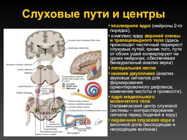 Слуховые пути и центры кохлеарное ядро (нейроны 2-го порядка), комплекс ядер