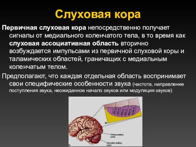 Слуховая кора Первичная слуховая кора непосредственно получает сигналы от медиального коленчатого