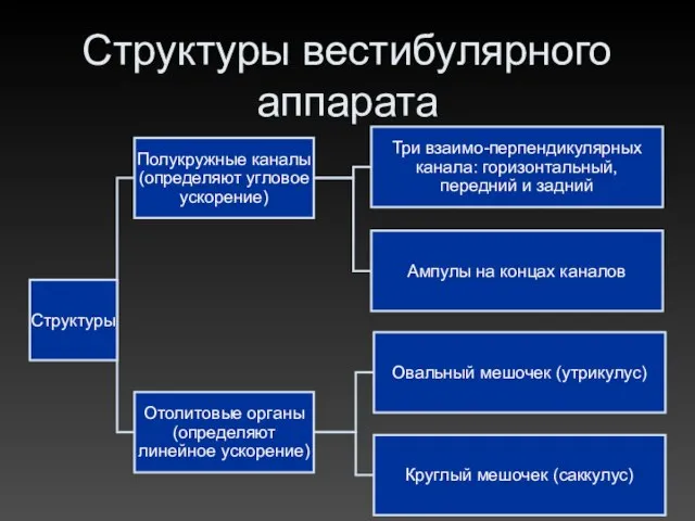 Структуры вестибулярного аппарата