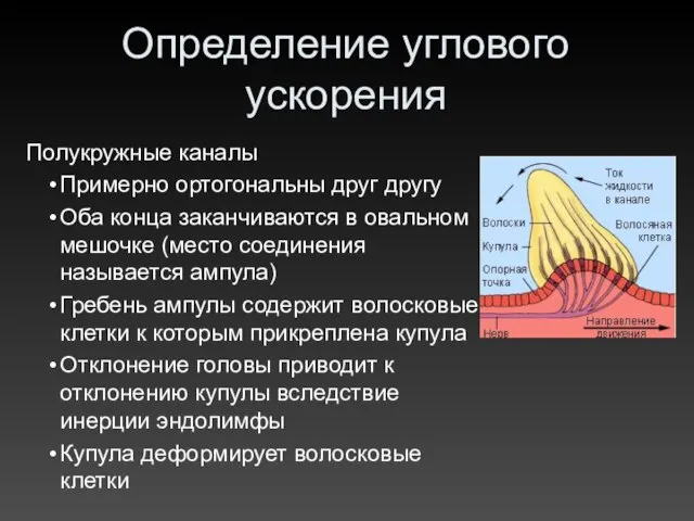 Определение углового ускорения Полукружные каналы Примерно ортогональны друг другу Оба конца