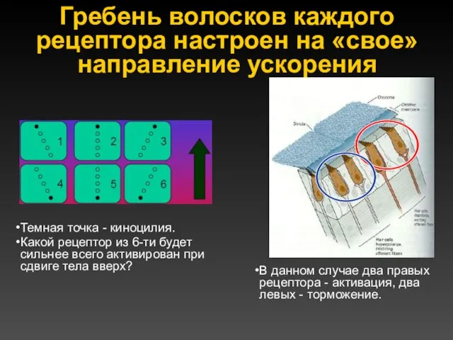 Гребень волосков каждого рецептора настроен на «свое» направление ускорения Темная точка