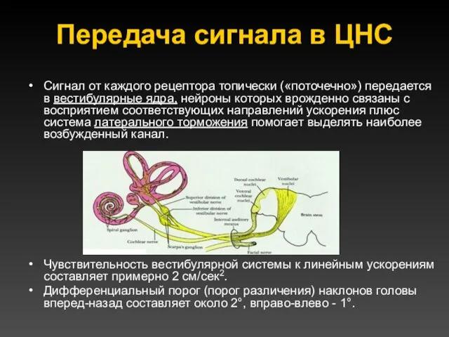 Передача сигнала в ЦНС Сигнал от каждого рецептора топически («поточечно») передается