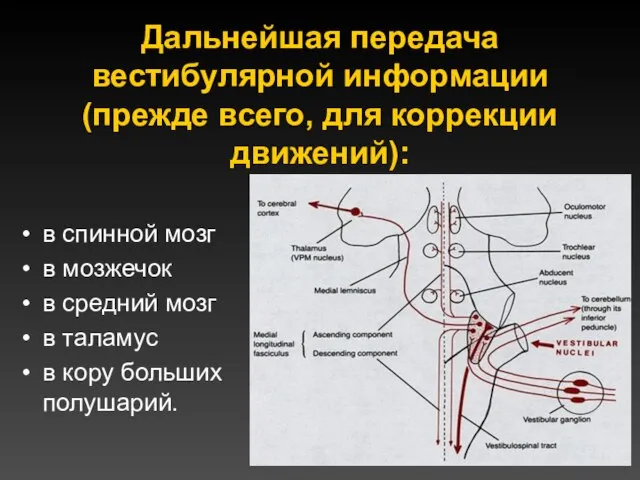 Дальнейшая передача вестибулярной информации (прежде всего, для коррекции движений): в спинной