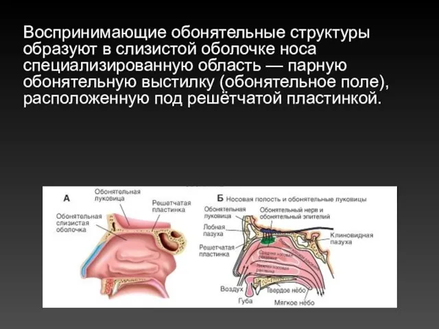 Воспринимающие обонятельные структуры образуют в слизистой оболочке носа специализированную область —