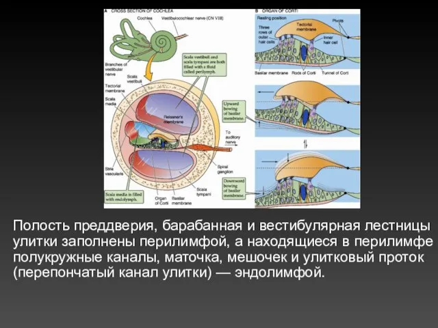 Полость преддверия, барабанная и вестибулярная лестницы улитки заполнены перилимфой, а находящиеся