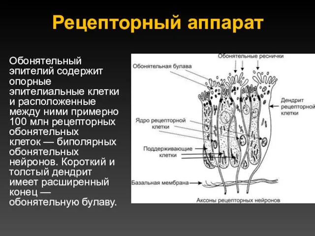 Рецепторный аппарат Обонятельный эпителий содержит опорные эпителиальные клетки и расположенные между