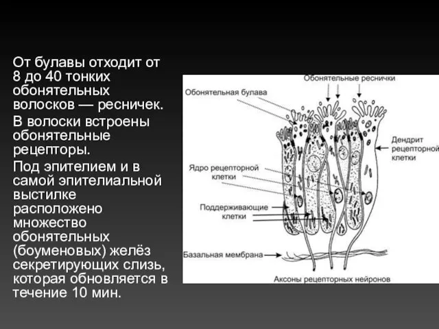 От булавы отходит от 8 до 40 тонких обонятельных волосков —