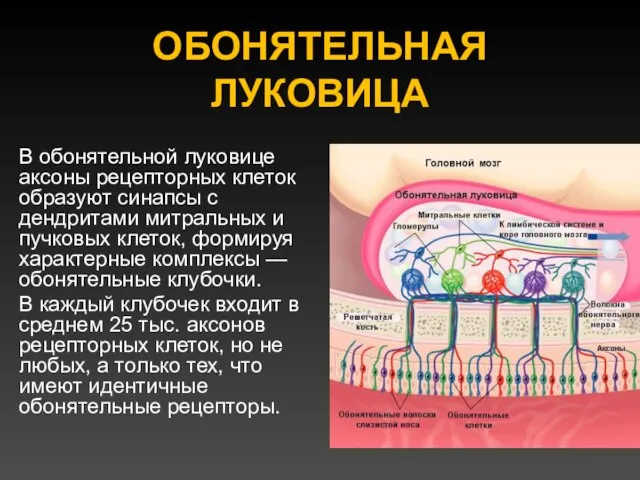 ОБОНЯТЕЛЬНАЯ ЛУКОВИЦА В обонятельной луковице аксоны рецепторных клеток образуют синапсы с