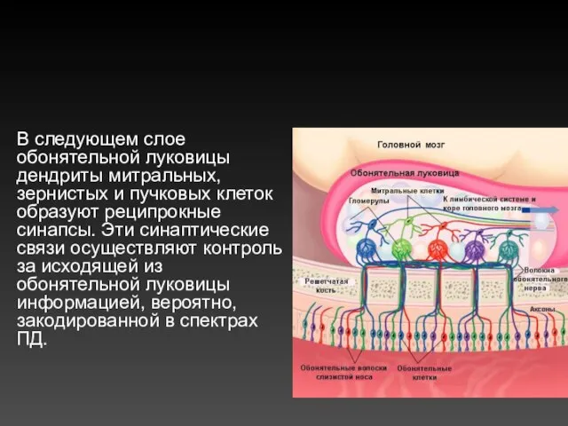 В следующем слое обонятельной луковицы дендриты митральных, зернистых и пучковых клеток