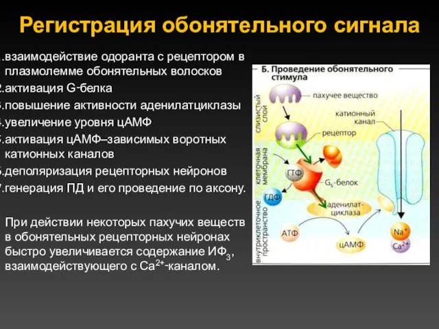 Регистрация обонятельного сигнала взаимодействие одоранта с рецептором в плазмолемме обонятельных волосков