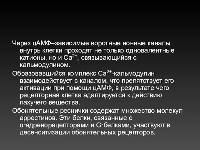 Через цАМФ–зависимые воротные ионные каналы внутрь клетки проходят не только одновалентные