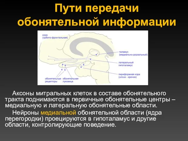 Пути передачи обонятельной информации Аксоны митральных клеток в составе обонятельного тракта