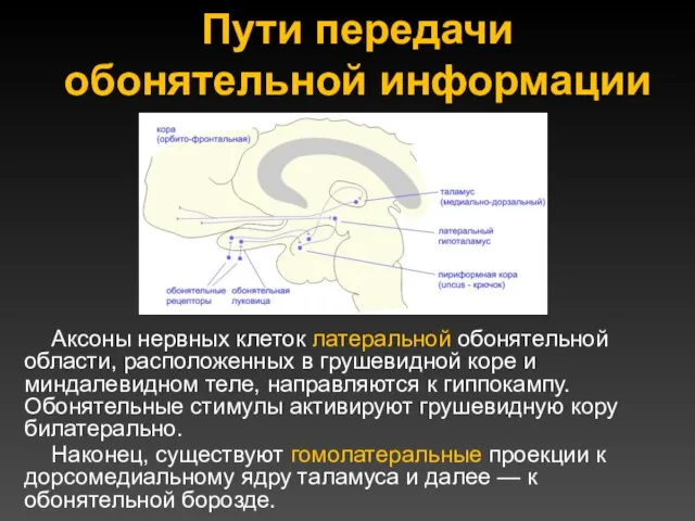 Пути передачи обонятельной информации Аксоны нервных клеток латеральной обонятельной области, расположенных