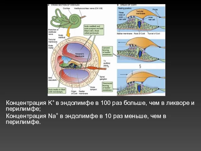 Концентрация K+ в эндолимфе в 100 раз больше, чем в ликворе