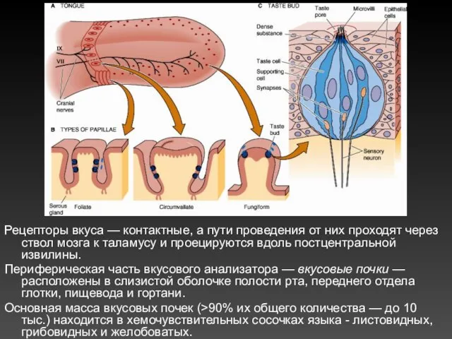 Рецепторы вкуса — контактные, а пути проведения от них проходят через