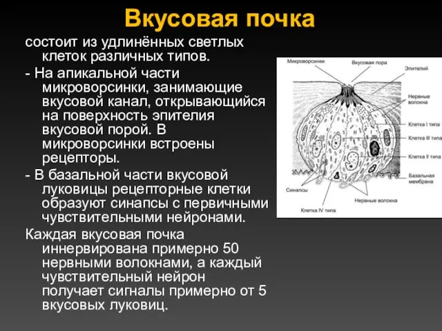 Вкусовая почка состоит из удлинённых светлых клеток различных типов. - На