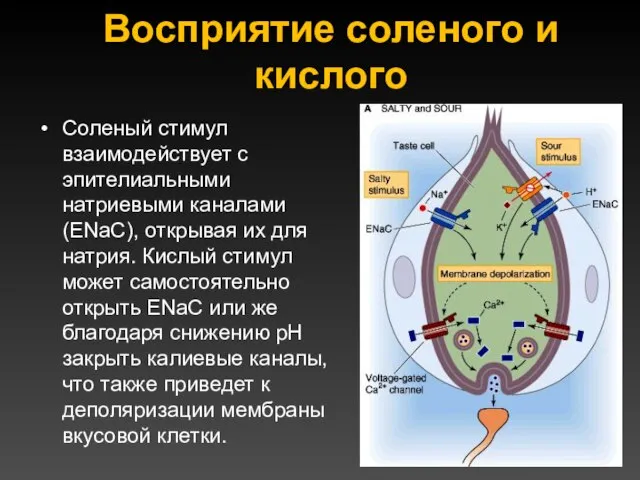 Восприятие соленого и кислого Соленый стимул взаимодействует с эпителиальными натриевыми каналами