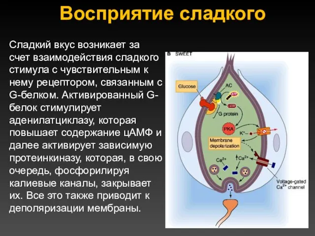 Восприятие сладкого Сладкий вкус возникает за счет взаимодействия сладкого стимула с