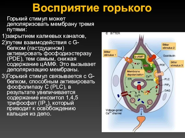 Восприятие горького Горький стимул может деполяризовать мембрану тремя путями: закрытием калиевых