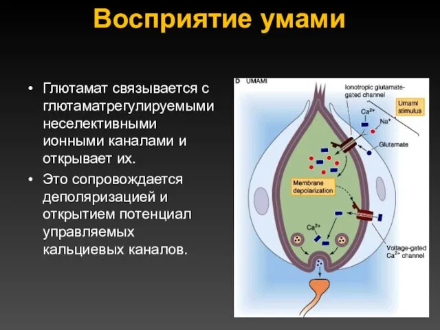 Восприятие умами Глютамат связывается с глютаматрегулируемыми неселективными ионными каналами и открывает