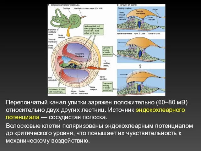 Перепончатый канал улитки заряжен положительно (60–80 мВ) относительно двух других лестниц.