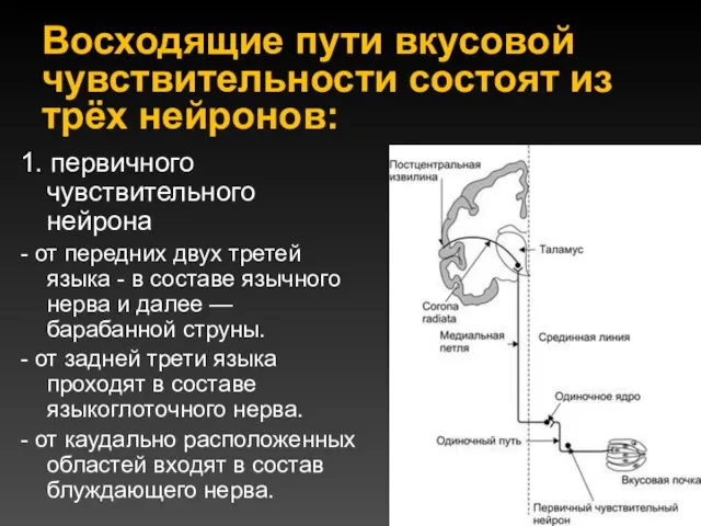 Восходящие пути вкусовой чувствительности состоят из трёх нейронов: 1. первичного чувствительного