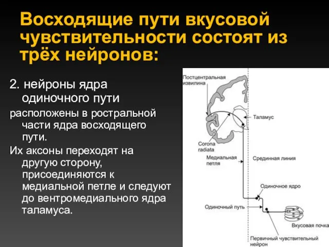 Восходящие пути вкусовой чувствительности состоят из трёх нейронов: 2. нейроны ядра