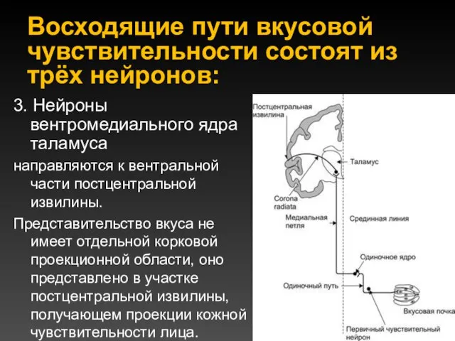 Восходящие пути вкусовой чувствительности состоят из трёх нейронов: 3. Нейроны вентромедиального