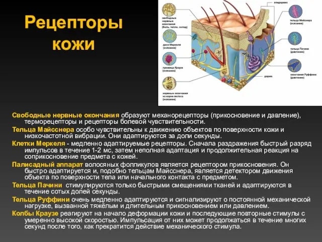 Рецепторы кожи Свободные нервные окончания образуют механорецепторы (прикосновение и давление), терморецепторы