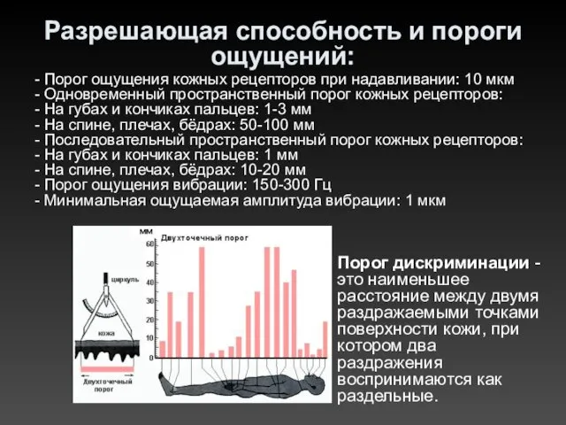 Разрешающая способность и пороги ощущений: - Порог ощущения кожных рецепторов при