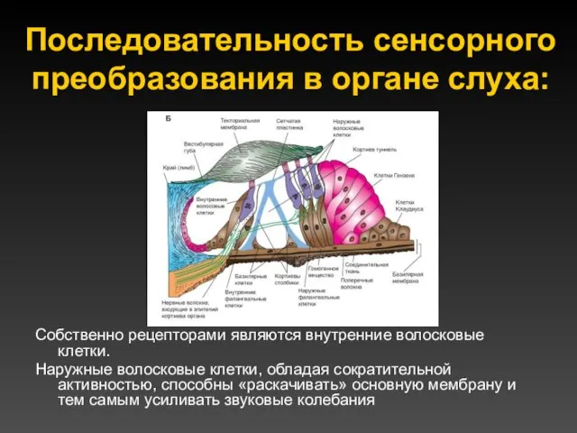 Последовательность сенсорного преобразования в органе слуха: Собственно рецепторами являются внутренние волосковые