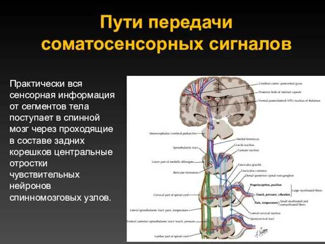 Пути передачи соматосенсорных сигналов Практически вся сенсорная информация от сегментов тела