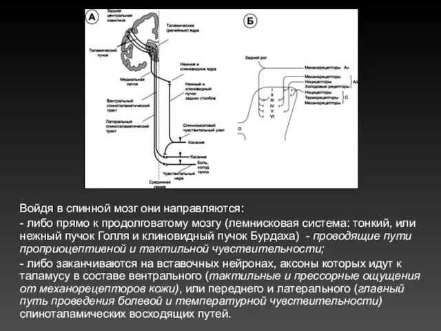 Войдя в спинной мозг они направляются: - либо прямо к продолговатому