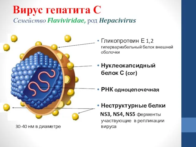 Вирус гепатита С Семейство Flaviviridae, род Hepacivirus Гликопротеин Е 1,2 гипервариабельный